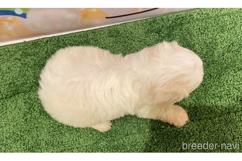 成約済の北海道のミックス犬-350039の4枚目