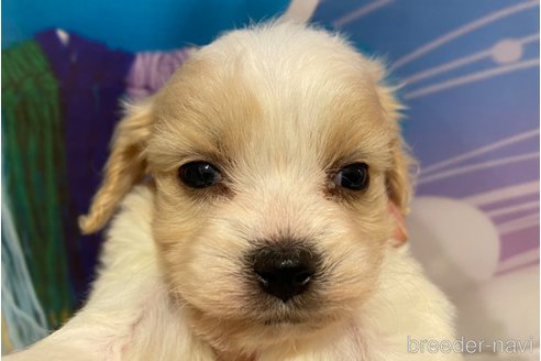 成約済の北海道のミックス犬-350046の4枚目