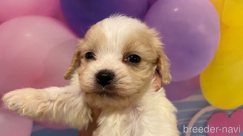 成約済の北海道のミックス犬-350046の5枚目