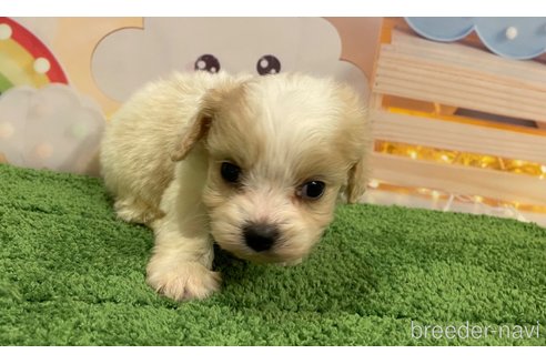 成約済の北海道のミックス犬-350046の2枚目