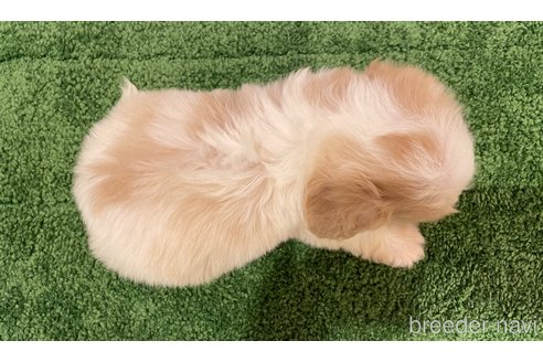 成約済の北海道のミックス犬-350046の3枚目