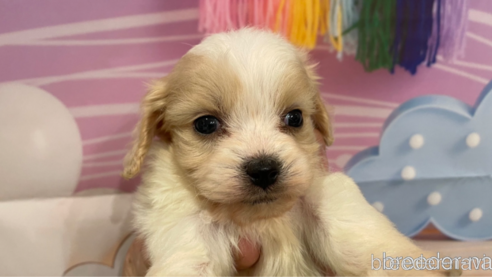 成約済の北海道のミックス犬-350046の1枚目
