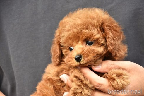 成約済の長崎県のタイニープードル-350056の4枚目