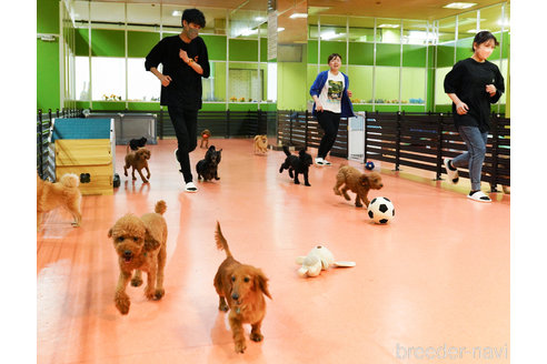 成約済の神奈川県のミックス犬-346302の3枚目