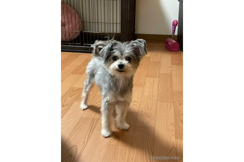 ミッキーちゃん1枚目