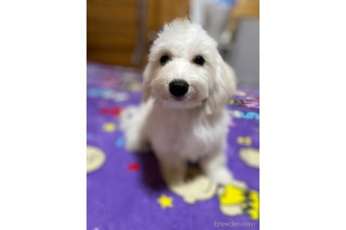 成約済の埼玉県のビションプー:ビションフリーゼ×トイプードル-344777の5枚目