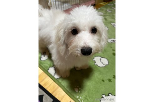 成約済の埼玉県のビションプー:ビションフリーゼ×トイプードル-344777の2枚目