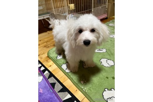 成約済の埼玉県のビションプー:ビションフリーゼ×トイプードル-344777の3枚目