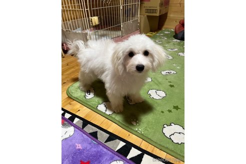 成約済の埼玉県のビションプー:ビションフリーゼ×トイプードル-344777の4枚目