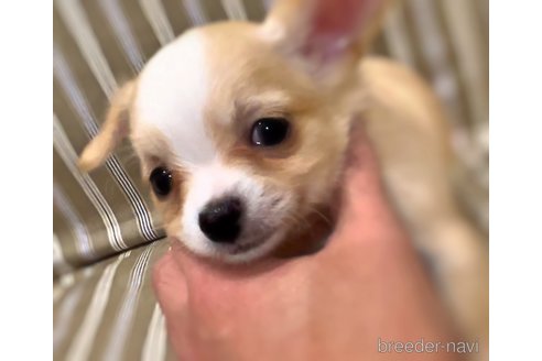 成約済の千葉県のチワワ(ロングコート)-348553の5枚目