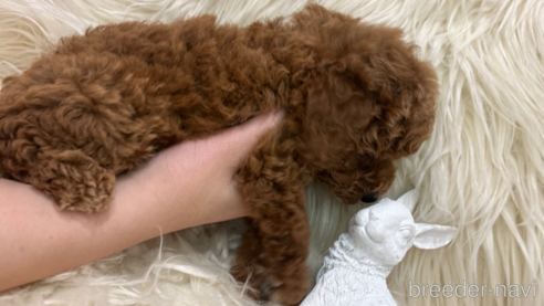 成約済の三重県のタイニープードル-342419の2枚目
