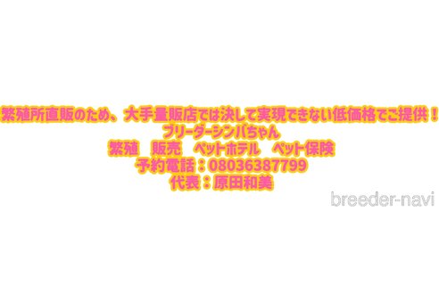 成約済の愛知県のティーカッププードル-346051の2枚目