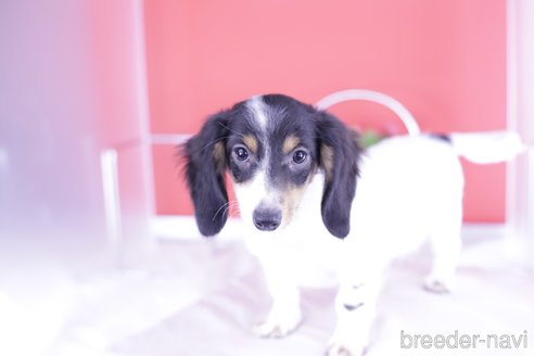 成約済の愛知県のミニチュアダックスフンド(ロングヘアード)-336331の6枚目