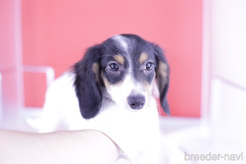 成約済の愛知県のミニチュアダックスフンド(ロングヘアード)-336331の7枚目