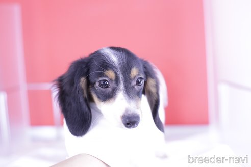 成約済の愛知県のミニチュアダックスフンド(ロングヘアード)-336331の2枚目