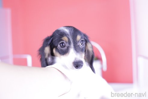 成約済の愛知県のミニチュアダックスフンド(ロングヘアード)-336331の3枚目