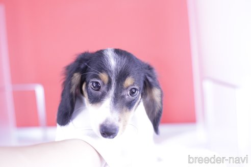 成約済の愛知県のミニチュアダックスフンド(ロングヘアード)-336331の4枚目