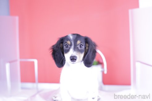 成約済の愛知県のミニチュアダックスフンド(ロングヘアード)-336331の5枚目