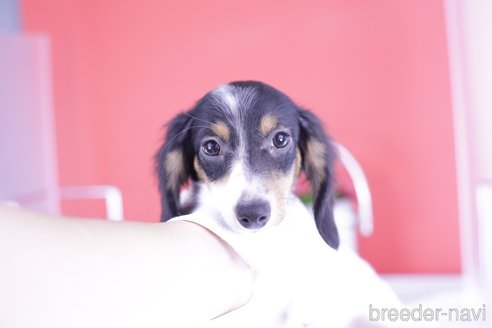 成約済の愛知県のミニチュアダックスフンド(ロングヘアード)-336331の1枚目