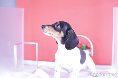 成約済の愛知県のミニチュアダックスフンド(スムースヘアード)-336334の6枚目