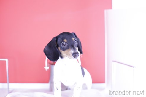 成約済の愛知県のミニチュアダックスフンド(スムースヘアード)-336334の7枚目