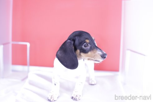 成約済の愛知県のミニチュアダックスフンド(スムースヘアード)-336334の8枚目