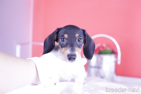 成約済の愛知県のミニチュアダックスフンド(スムースヘアード)-336334の2枚目