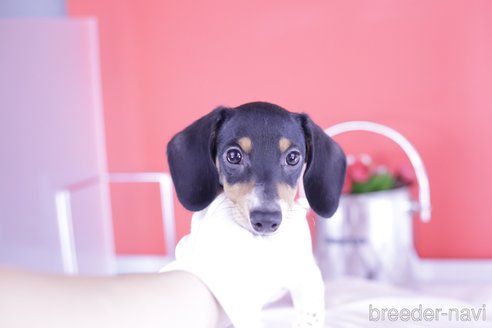 成約済の愛知県のミニチュアダックスフンド(スムースヘアード)-336334の3枚目