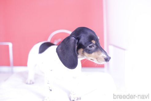 成約済の愛知県のミニチュアダックスフンド(スムースヘアード)-336334の4枚目