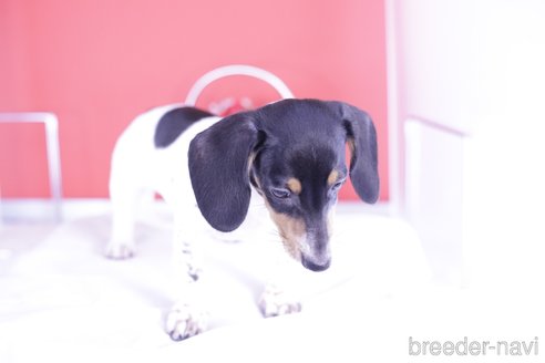 成約済の愛知県のミニチュアダックスフンド(スムースヘアード)-336334の5枚目