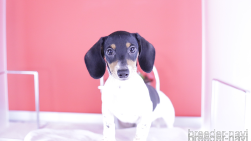 成約済の愛知県のミニチュアダックスフンド(スムースヘアード)-336334の1枚目