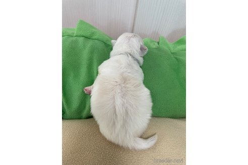 成約済の滋賀県のペキニーズ-350112の37枚目