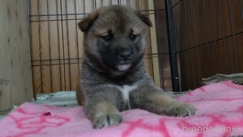成約済の岡山県の柴犬-346782の1枚目