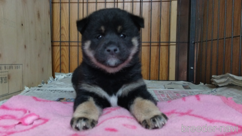 成約済の岡山県の柴犬-350117の1枚目