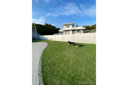 成約済の岡山県のアフガンハウンド-341644の4枚目