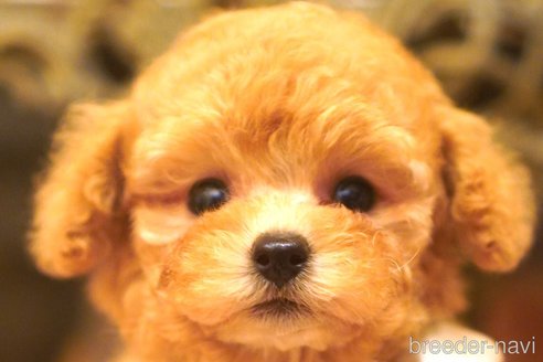 成約済の大阪府のティーカッププードル-350123の1枚目