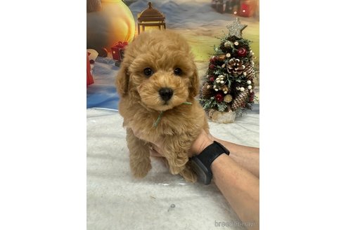 成約済の広島県のトイプードル-343738の28枚目