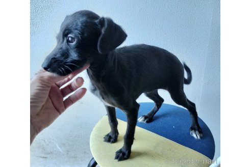 成約済の岐阜県のミックス犬-350137の2枚目