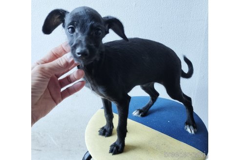 成約済の岐阜県のミックス犬-350137の1枚目
