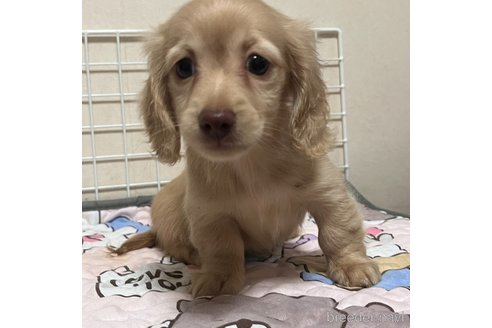 成約済の神奈川県のチワックス:チワワ×ミニチュアダックスフンド-350138の1枚目