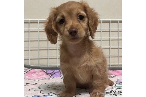 成約済の神奈川県のチワックス:チワワ×ミニチュアダックスフンド-350139の1枚目