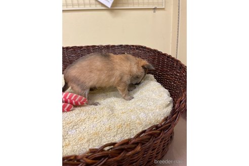 成約済の愛知県のチワワ(ロングコート)-350162の2枚目