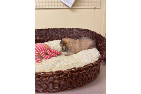 成約済の愛知県のチワワ(ロングコート)-350162の3枚目