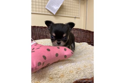 成約済の愛知県のチワワ(ロングコート)-350164の3枚目