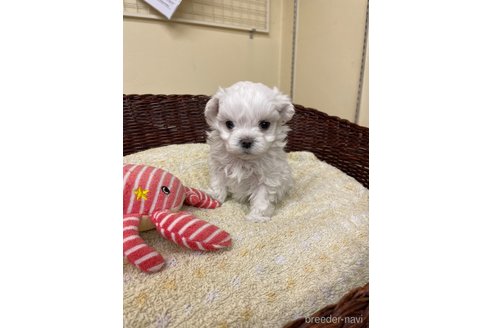 成約済の愛知県のマルチーズ-350165の3枚目