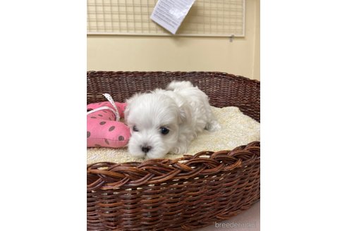 成約済の愛知県のマルチーズ-350166の4枚目