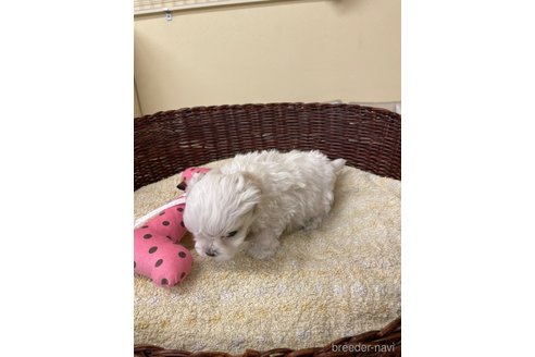 成約済の愛知県のマルチーズ-350169の3枚目
