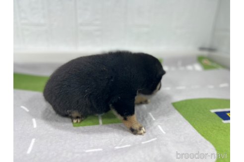 成約済の愛知県の豆柴-350170の5枚目