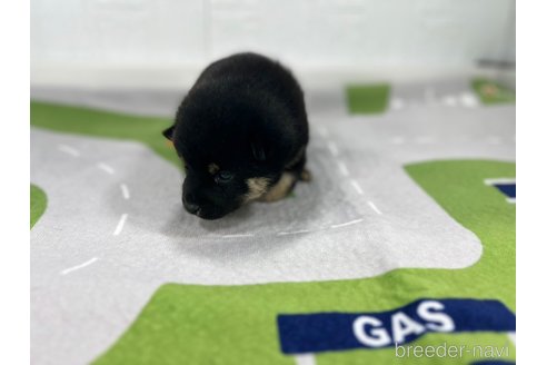 成約済の愛知県の豆柴-350170の6枚目