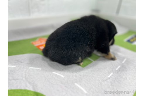 成約済の愛知県の豆柴-350170の2枚目